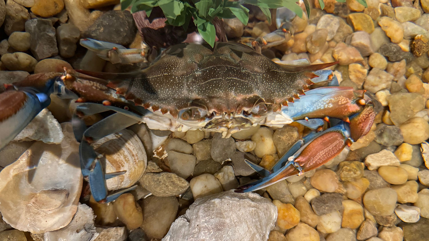 Phot of a blue crab on rocks